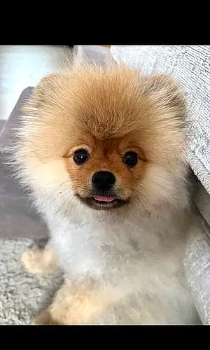 Name Pomeranian Dog Bonnie