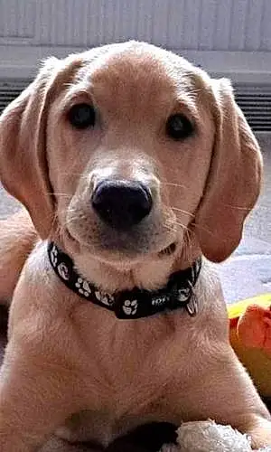 Name Labrador Retriever Dog Charly