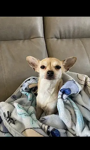 Name Chihuahua Dog Bonnie