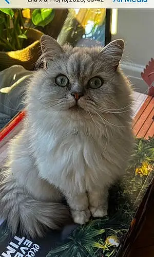 Name Persian Cat Baxter