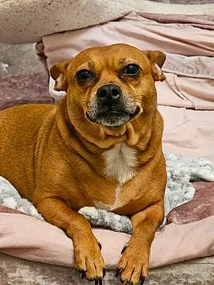 Name Chihuahua Dog Freyja