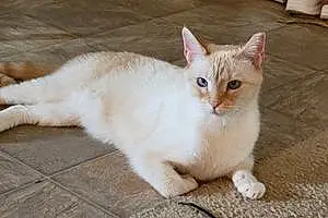 Name Siamese Cat Angel