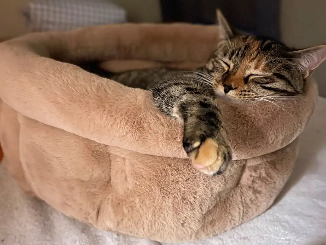 Brown, Cat, Comfort, Felidae, Carnivore, Small To Medium-sized Cats, Grey, Whiskers, Fawn, Couch, Furry friends, Linens, Tail, Domestic Short-haired Cat, Wood, Cat Bed, Terrestrial Animal, Bed, Bedding, Cat Supply