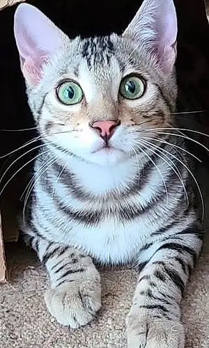Name Bengal Cat Armani