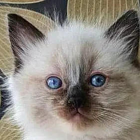 Name Ragdoll Cat Figaro
