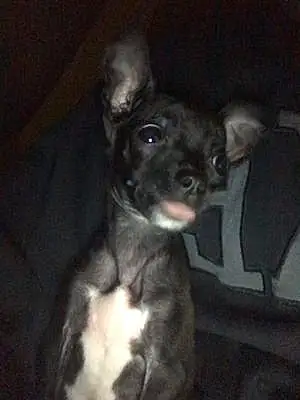 Name Chihuahua Dog Athena
