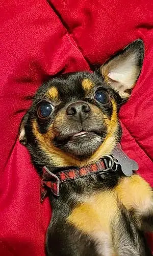 Name Chihuahua Dog Chaos