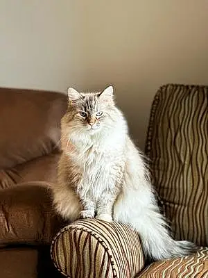 Name Ragdoll Cat Cat