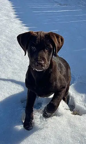 Name Labrador Retriever Dog Drake