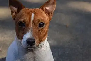 Name Jack Russell Dog Beau