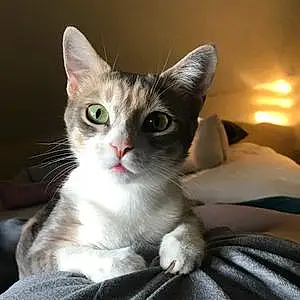 Name American Shorthair Cat Athena
