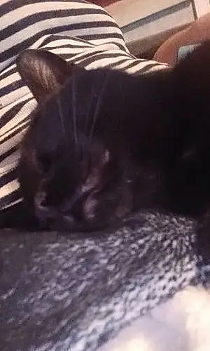 Name Siamese Cat Alvin