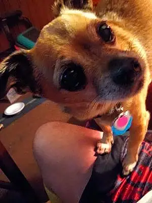 Name Chihuahua Dog Coco