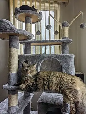 Name Maine Coon Cat Charley