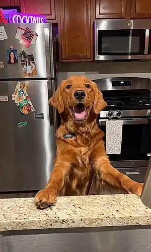Name Golden Retriever Dog Biscuit