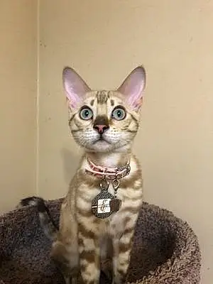 Name Bengal Cat Ethel