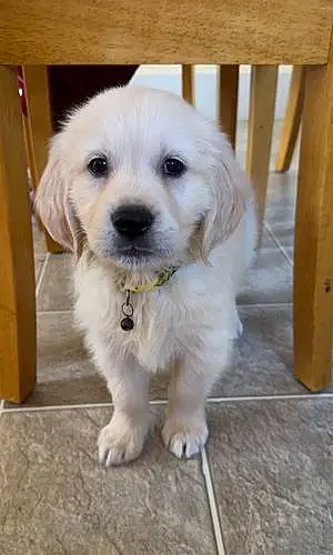 Name Golden Retriever Dog Finn