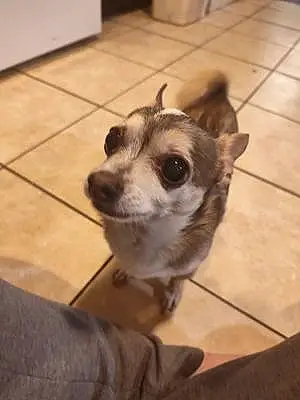 Name Chihuahua Dog Blitz