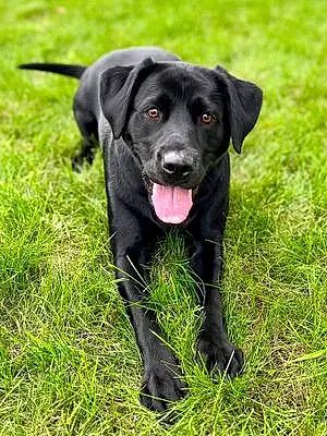 Name Labrador Retriever Dog Dixie