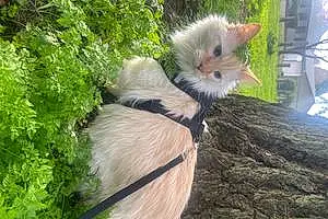 Name Siamese Cat Gabe