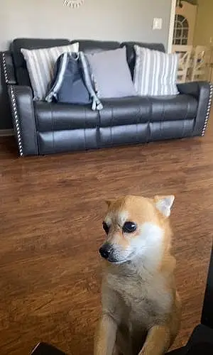 Name Chihuahua Dog Chloe