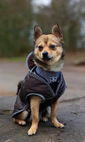 Name Chihuahua Dog Basil