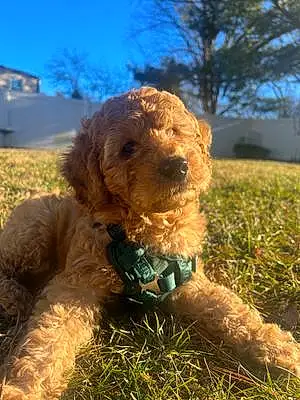 Name Goldendoodle Dog Bentley