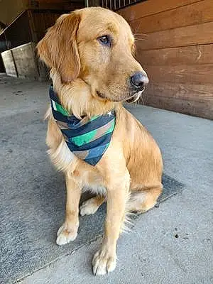 Name Golden Retriever Dog Brantley
