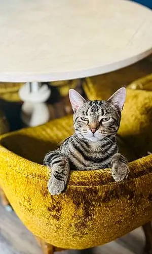 Name American Shorthair Cat Cat