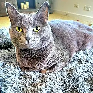 Name Russian Blue Cat Chloe