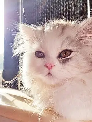 Name Persian Cat Cyrus