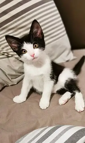Name Cat Benji