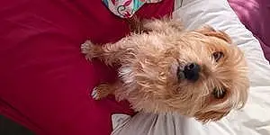 Name Yorkshire Terrier Dog Bonnie