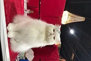 Name Persian Cat Bullet