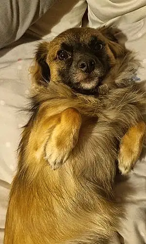 Name Chihuahua Dog Alvin
