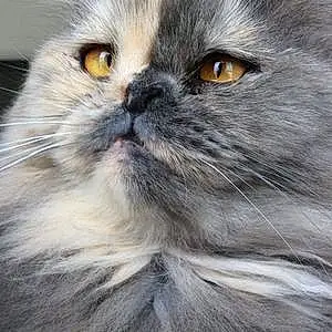 Name Persian Cat Cat