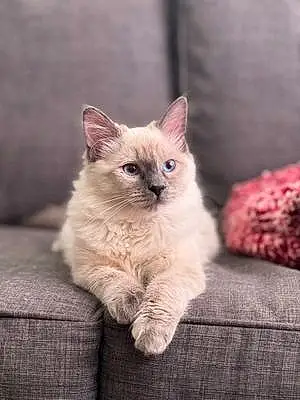Name Siamese Cat Gizmo