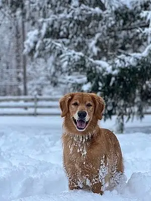 Name Golden Retriever Dog Brody
