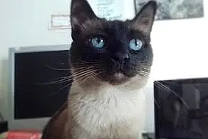 Name Siamese Cat Chloe