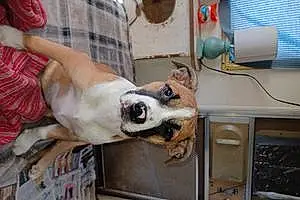 Name Pit Bull Terrier Dog Blossom