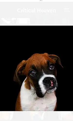 Name Boxer Dog Daisy
