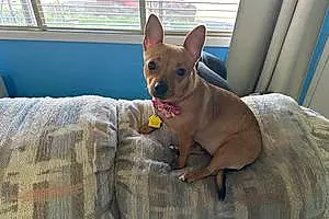 Name Chihuahua Dog Daisy