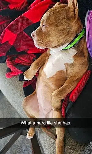 Name Pit Bull Terrier Dog Georgia
