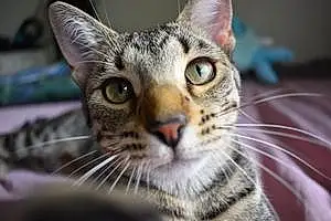 Name Bengal Cat Athena