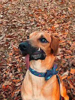 Name Beagle Dog Finn