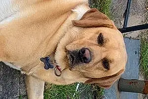 Name Labrador Retriever Dog Finn