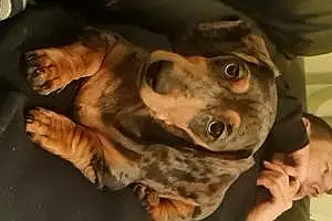 Name Dachshund Dog Arlo