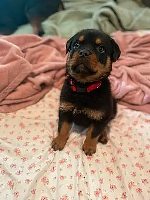 Name Rottweiler Dog Chief