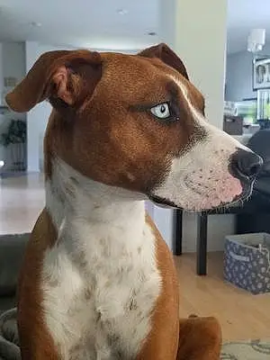 Name Boxer Dog Darla