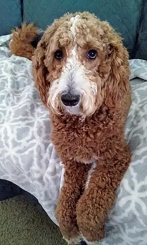 Name Goldendoodle Dog Cody